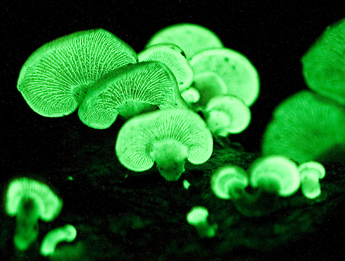 Bioluminescent mushrooms glowing in the dark