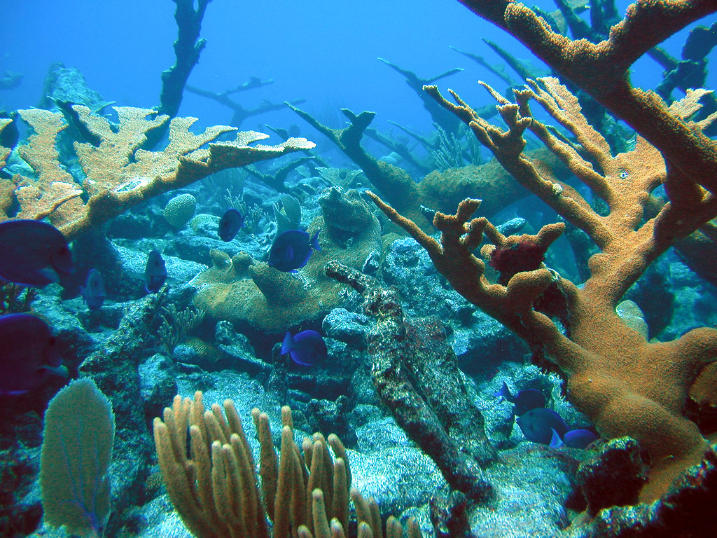 A coral reef teeming with life