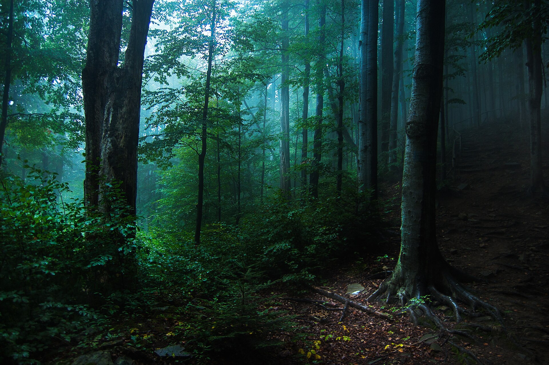 A dark, misty forest