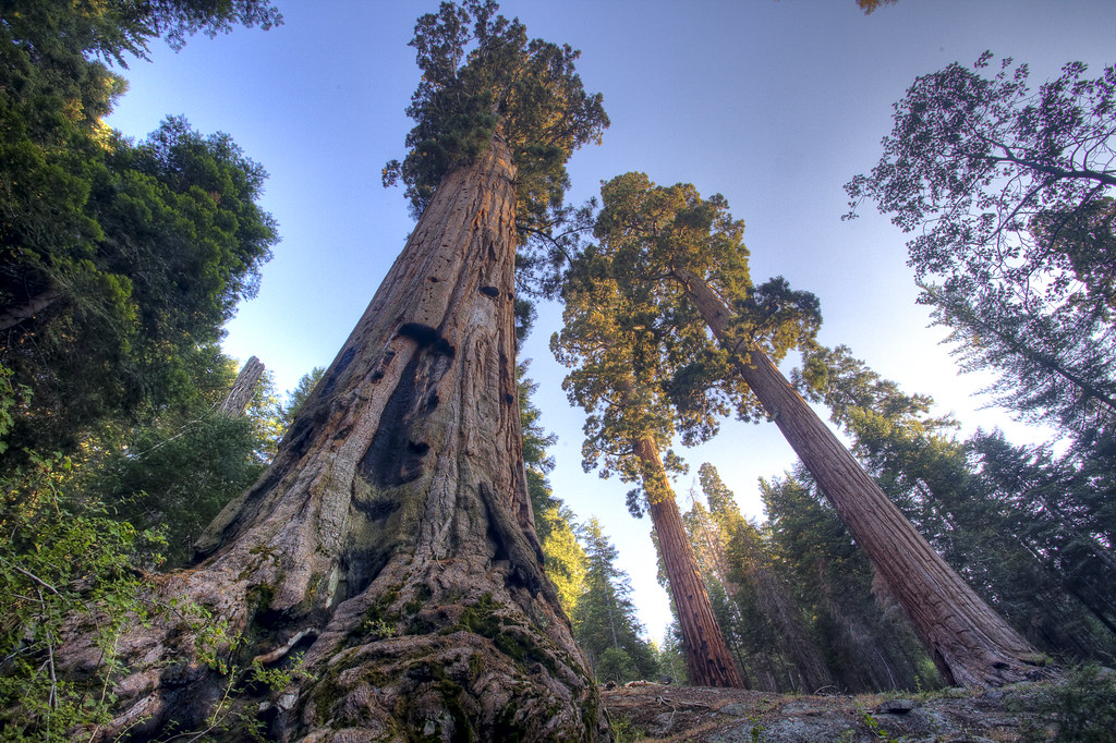 Giant sequoias that live for thousands of years