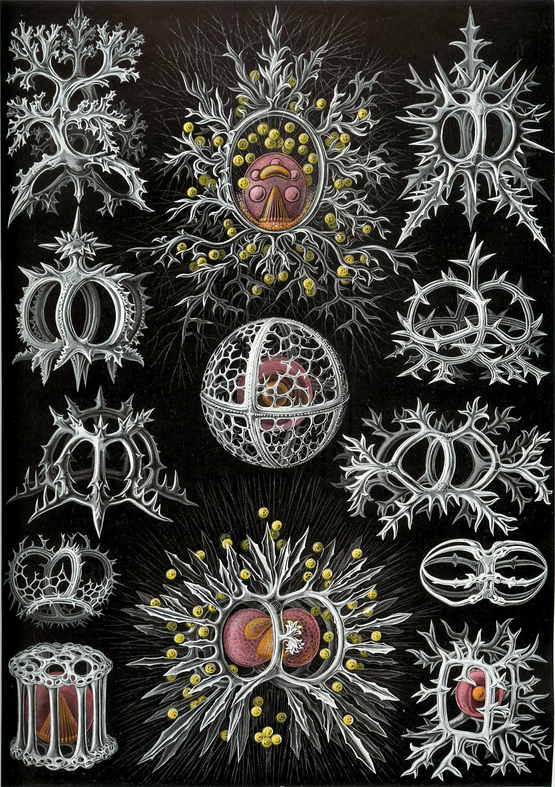 Ernst Haeckel's radiolaria